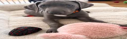 Weimaraner dogs for sale: KC Reg Weimaraner Puppies Silver & Blue - Advert 19