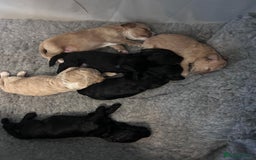Cockapoo dogs for sale: Cockapoo puppies 3 girls 3 boys  - Image 4