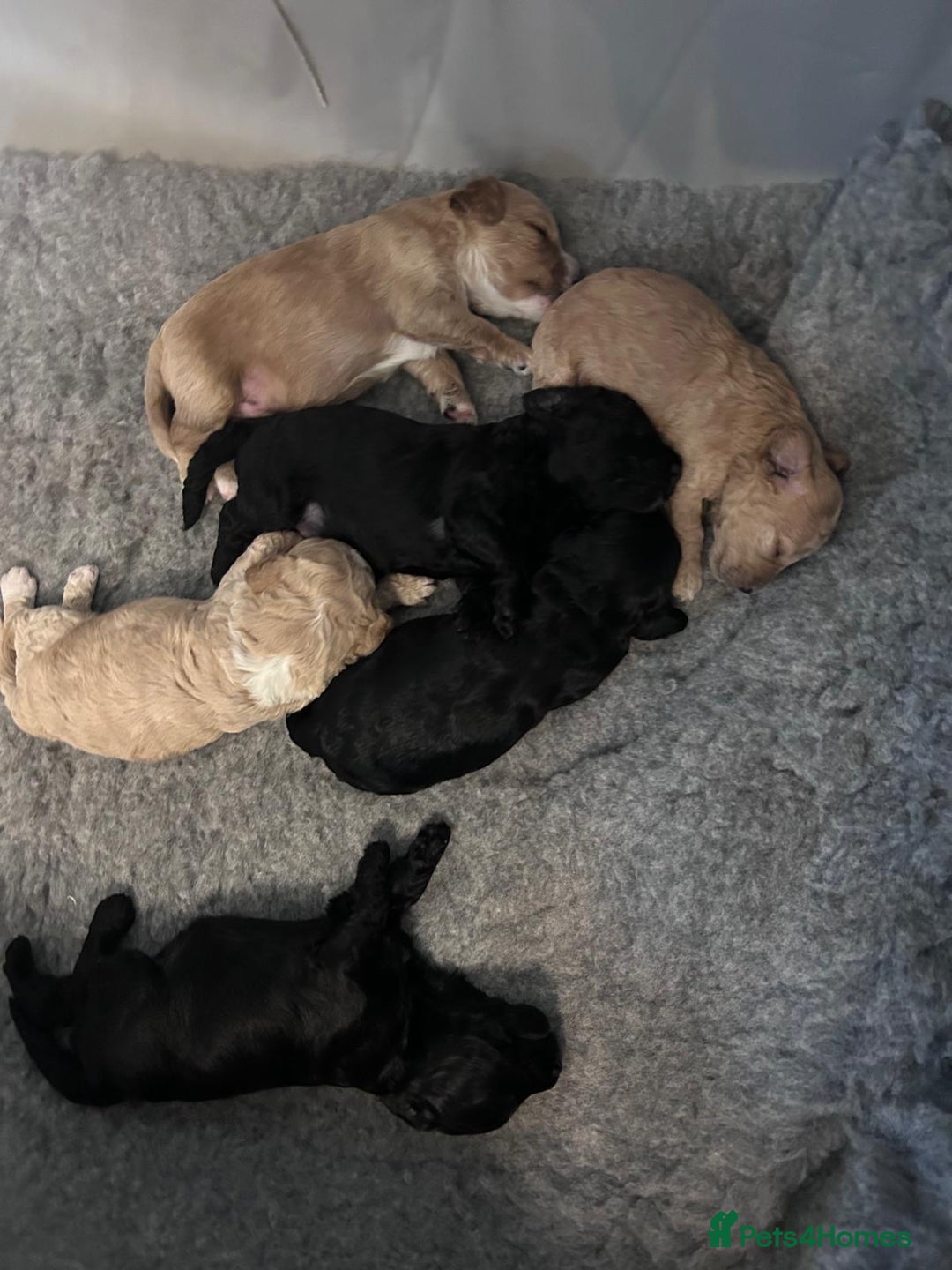 Cockapoo dogs for sale: Cockapoo puppies 3 girls 3 boys  - Image 4