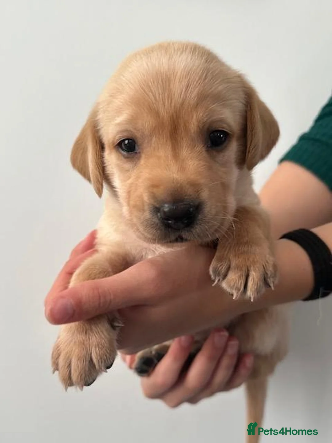 Labrador Retriever dogs for sale: Beautiful fox red labrador puppies - Advert 2