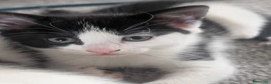 Domestic Shorthair 1