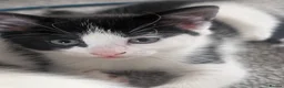 Domestic Shorthair cats for sale: 2 female kittens - Advert 9