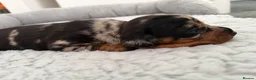 Dachshund dogs for sale: Miniature dachshund puppies - Advert 10