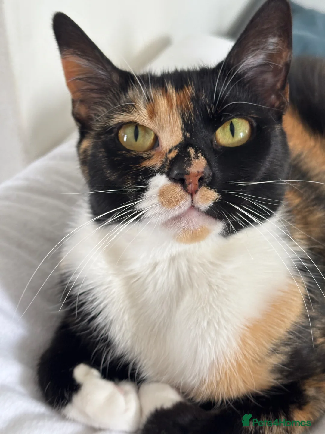 Domestic Shorthair cats for sale: Candy - Advert 2