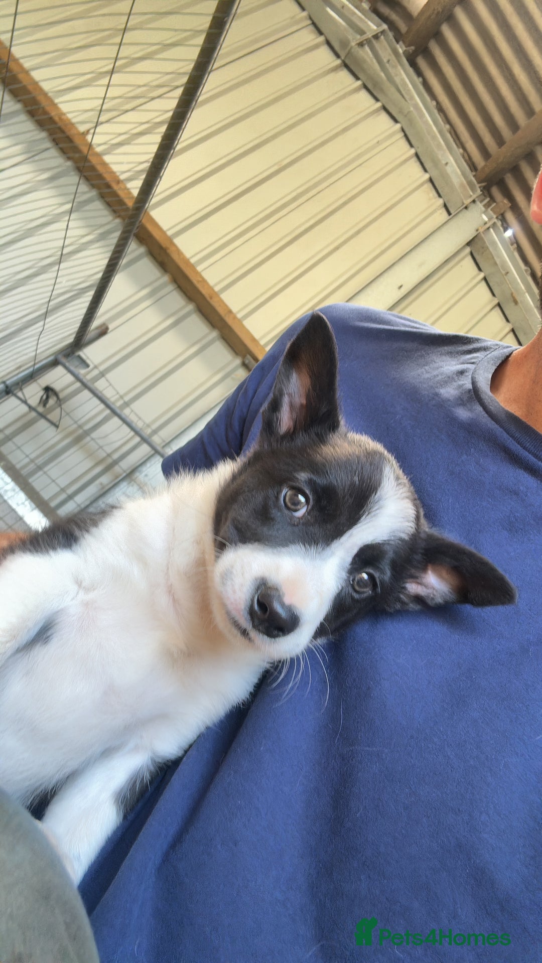 Border Collie dogs for sale: Registered ISDS Border Collie puppies - Image 2