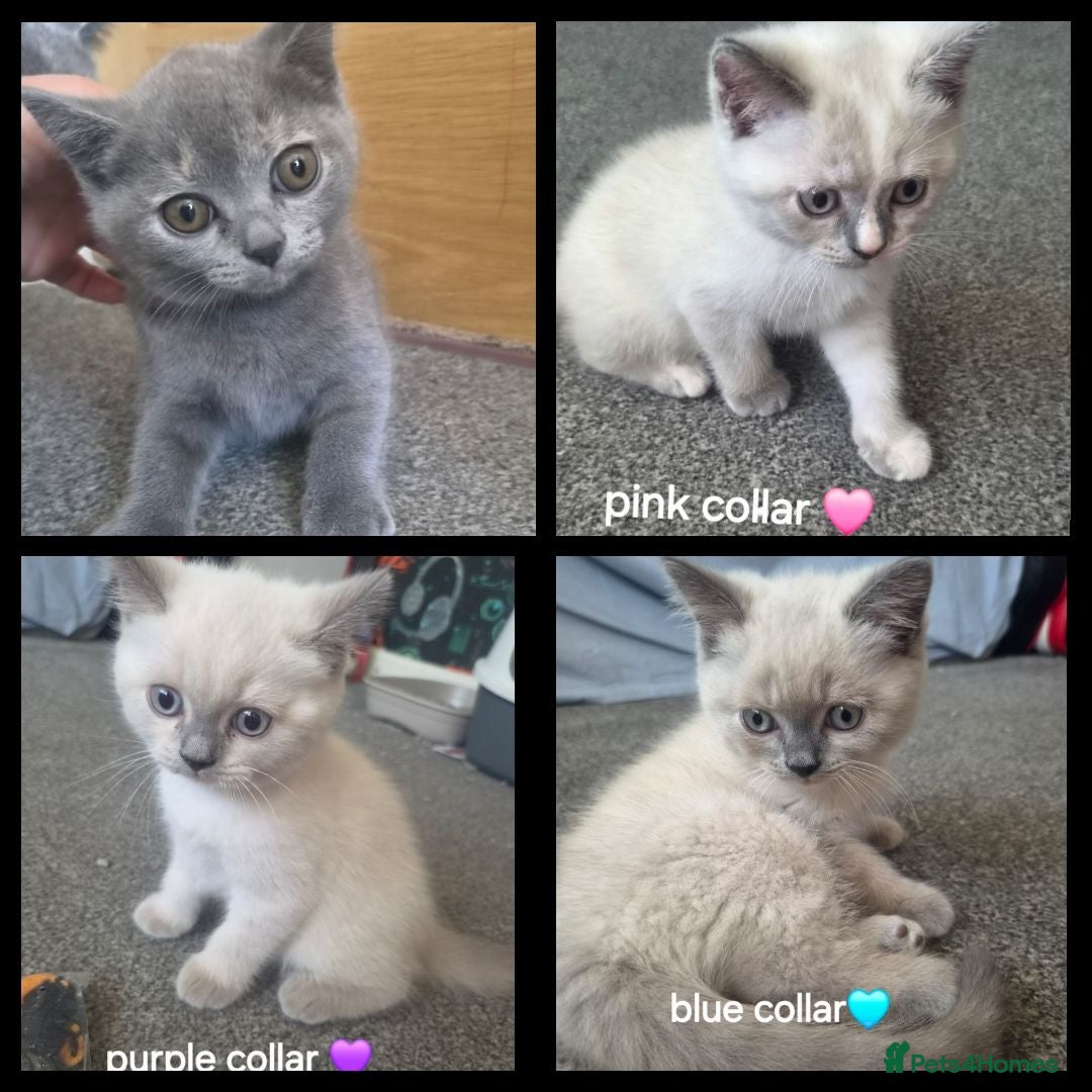 British Shorthair cats British short hair colour point - Advert 13