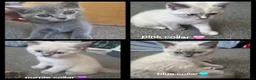British Shorthair cats for sale: British short hair colour point - Advert 6