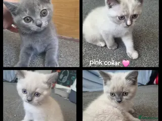 British Shorthair cats British short hair colour point - Advert 13