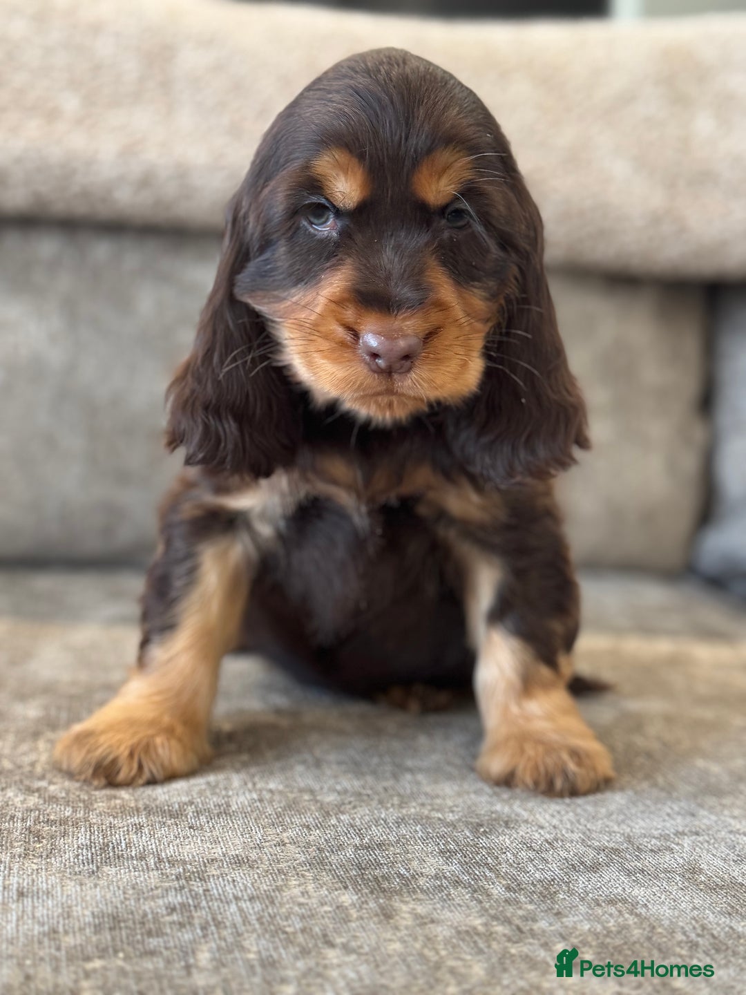 Cocker Spaniel dogs for sale: BEAUTIFUL SHOW TYPE COCKER SPANIELS  - Image 18