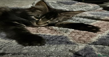 Maine Coon cats - Advert 5