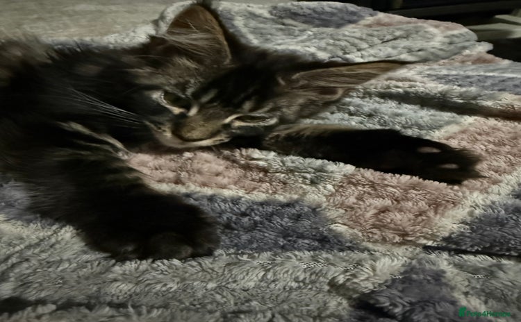 Maine Coon cats - Advert 13