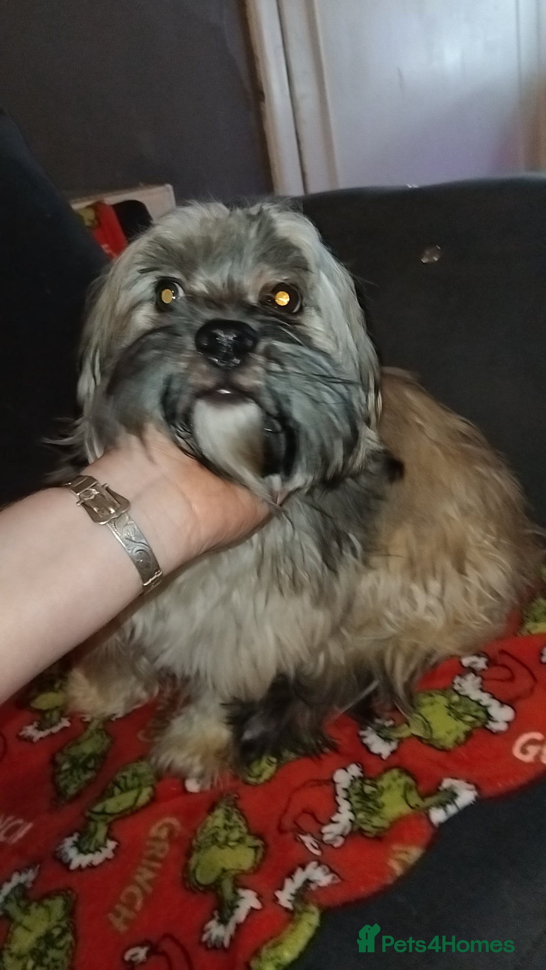 Shorkie dogs for sale: Shorkie boy - Advert 1