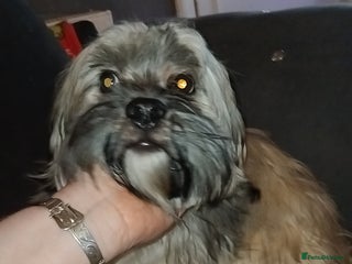 Shorkie dogs Shorkie boy - Advert 12