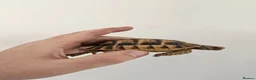Tortoise reptiles for sale: Egyptian Tortoise - Advert 4