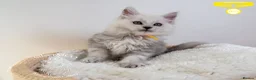 Maine Coon cats for sale: Stunning Maine Coon Kittens - Advert 27