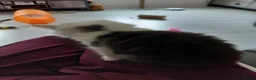 Persian cats for sale: Persian cross kitten  - Advert 3