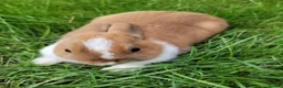 Netherland Dwarf rabbits for sale: 3 sweet Netherland Dwarfs  - Advert 1