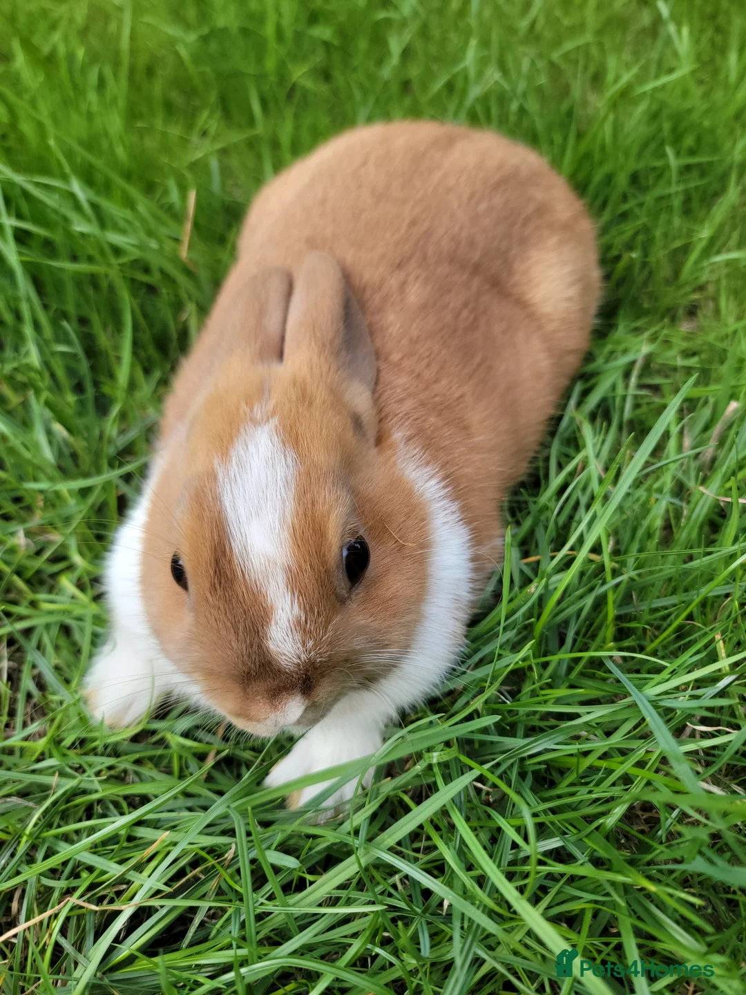 Netherland Dwarf rabbits for sale: 3 sweet Netherland Dwarfs  - Advert 1