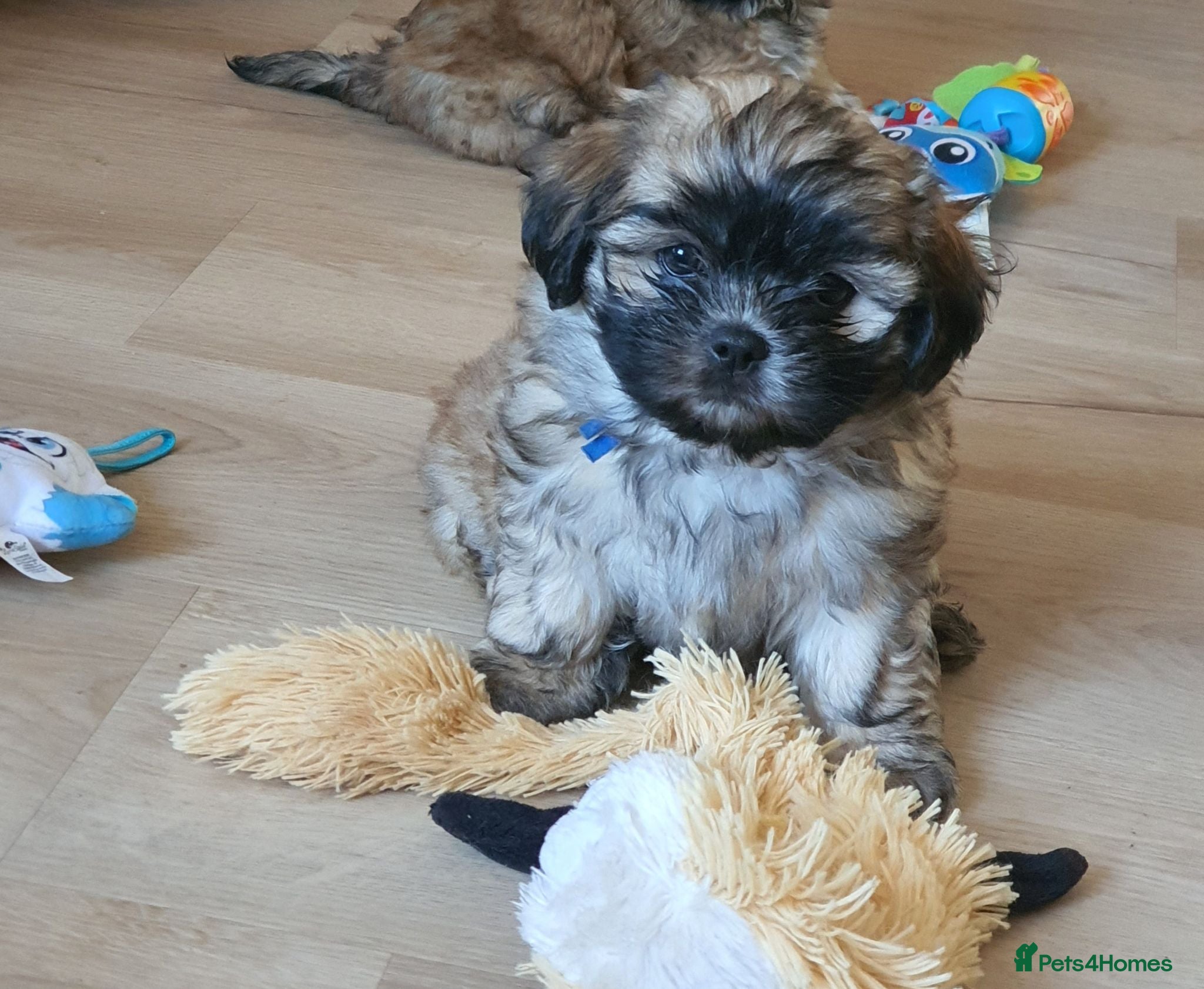 Malshi dogs Small Malshi puppies ( Maltese x Shihtzu) - Advert 2
