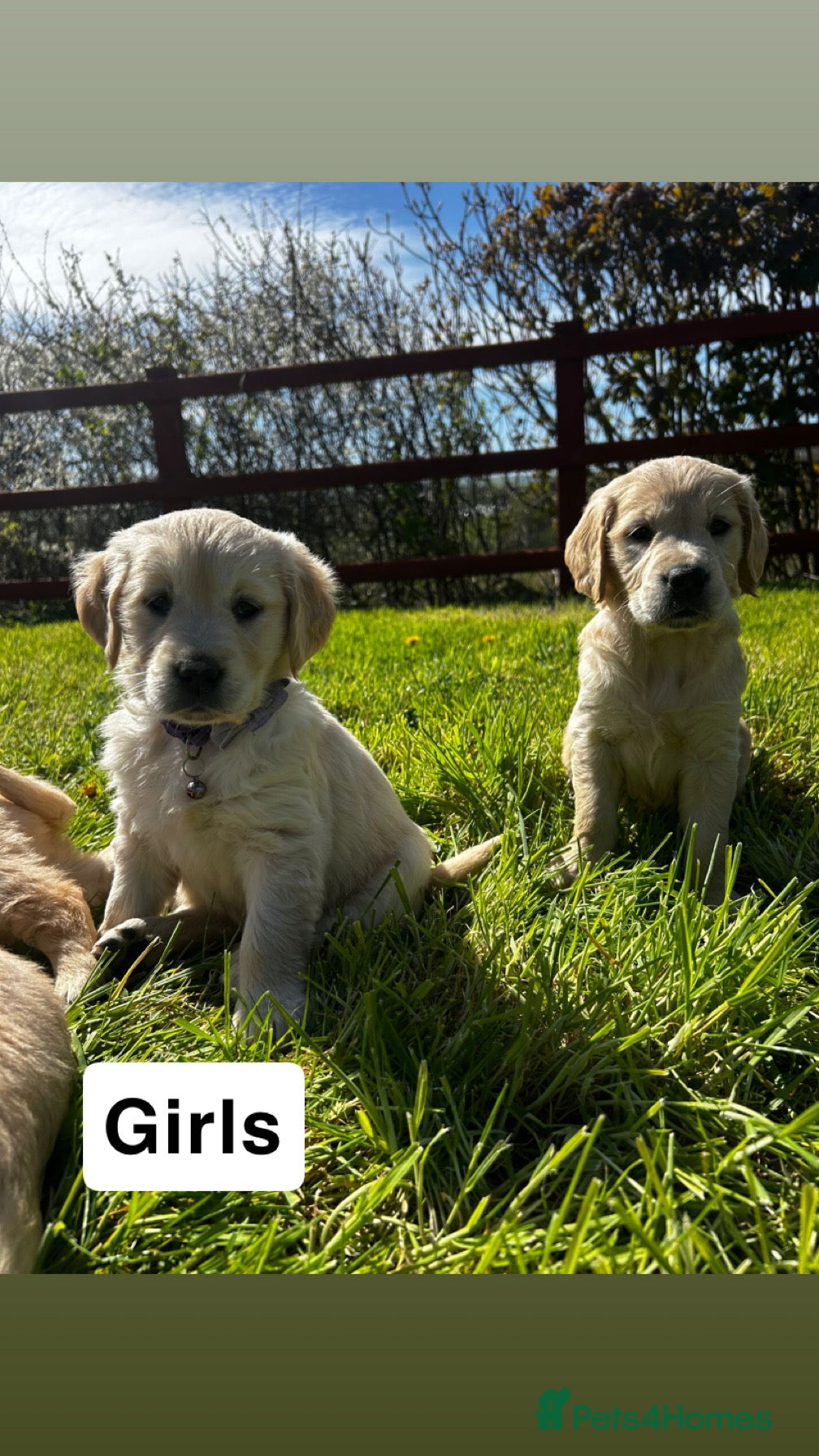 Golden Retriever dogs Golden Retriever Puppies Ready 13 April - Advert 2