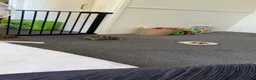 Tortoise reptiles for sale: Sulacta in Southend-on-Sea - Advert 3