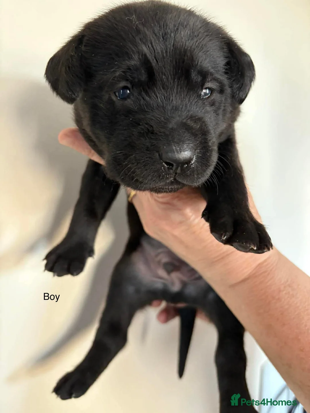 Labrador Retriever dogs for sale: KC Registered Labrador Puppies  - Advert 15