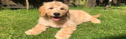 Goldendoodle dogs for sale: F1 Miniature Goldendoodle 100% DNA Health Tested - Advert 2