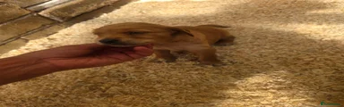 Golden Retriever Puppy 2