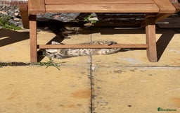 Mixed Breed cats for sale: 🐾 7 Adorable Kittens Looking for Loving Homes 🐾 - Image 5