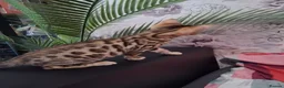 Bengal cats for sale: Tica reg. Bengal Kittens  - Advert 13