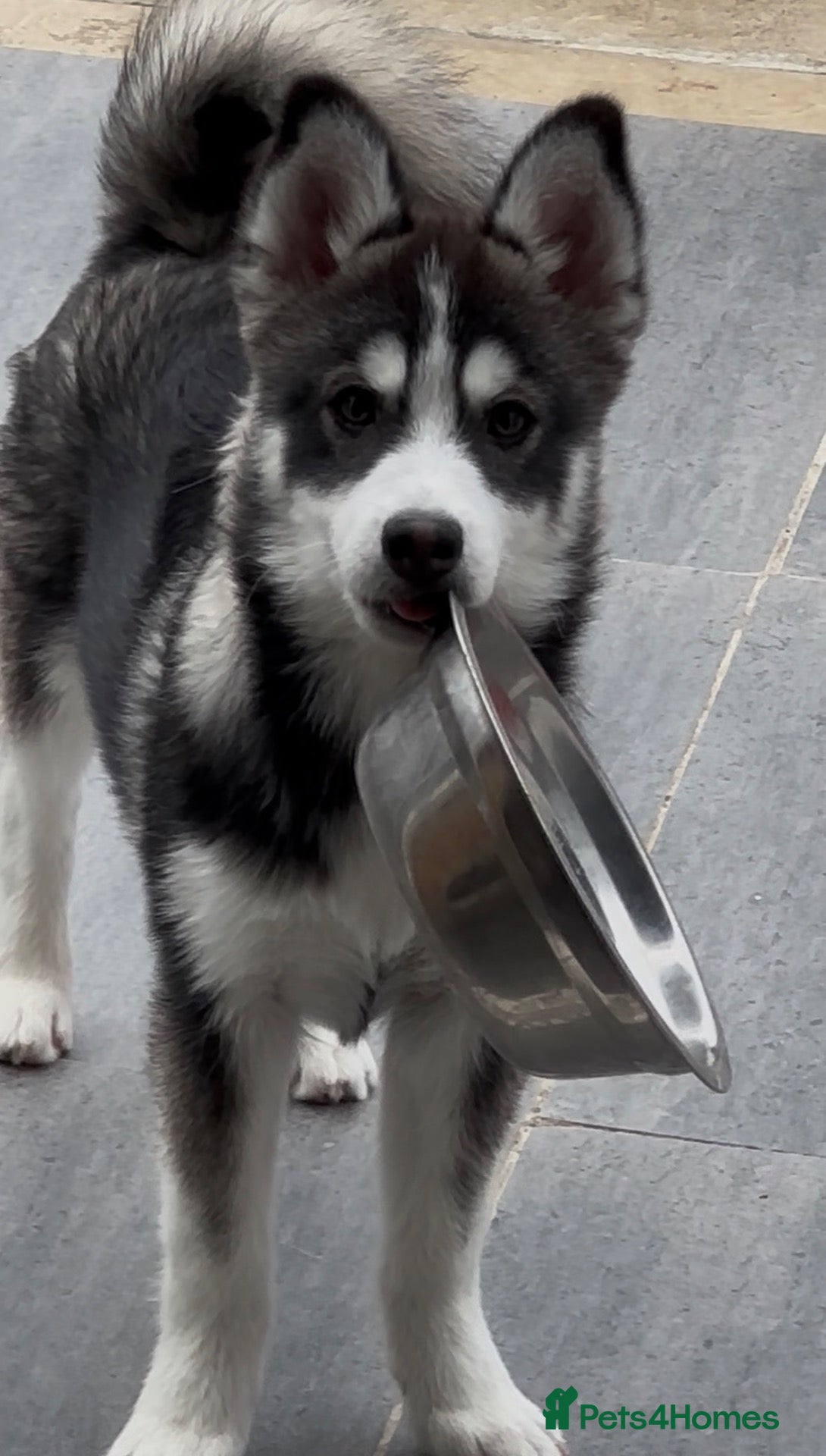 Pomsky dogs Price reduction Last boy F4 Pomsky  - Advert 19