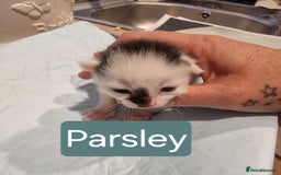 Domestic Shorthair cats for sale: 2 beautiful short hair boys  - Image 6