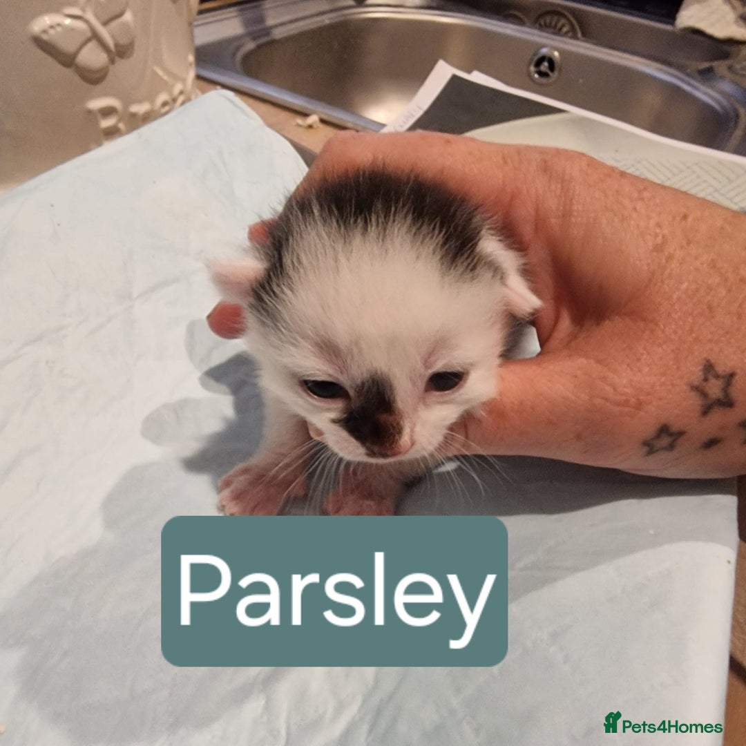 Domestic Shorthair cats for sale: 2 beautiful short hair boys  - Image 6