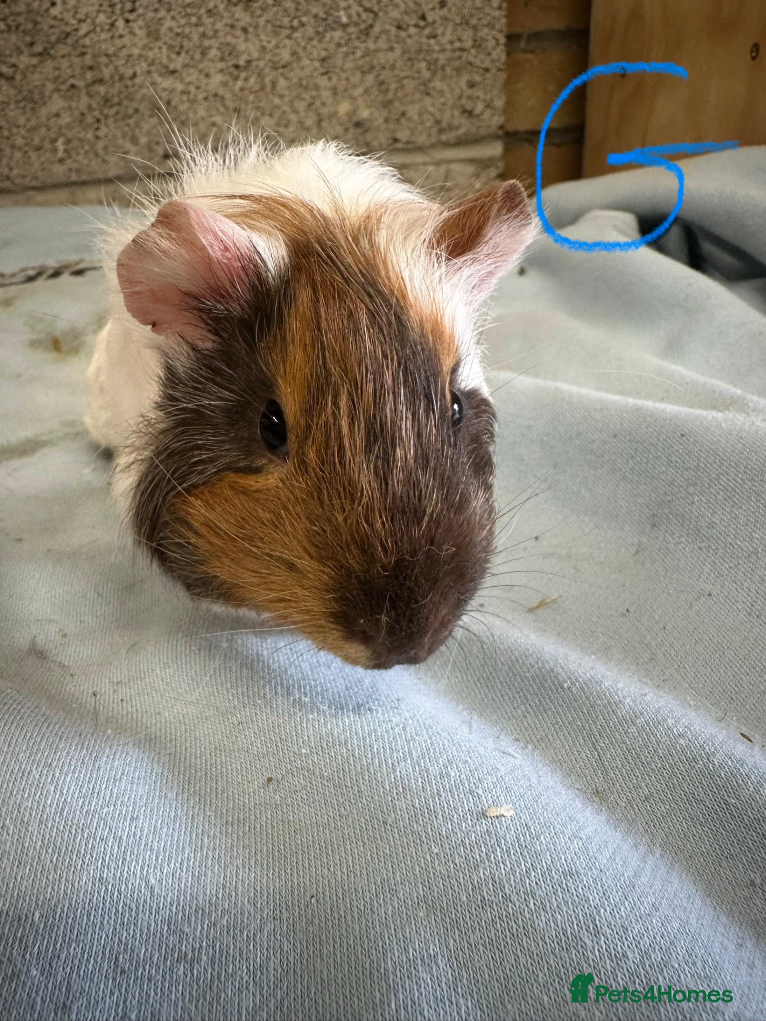 Guinea Pig rodents Male and female guinea pigs for sale  - Advert 2