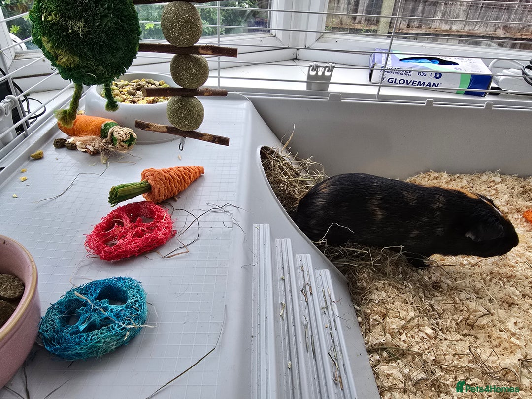 Guinea Pig rodents for sale: 2 x girl gunipgs - Advert 6