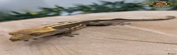 Gecko reptiles for sale: Mixed Morph Crested Gecko - Advert 4