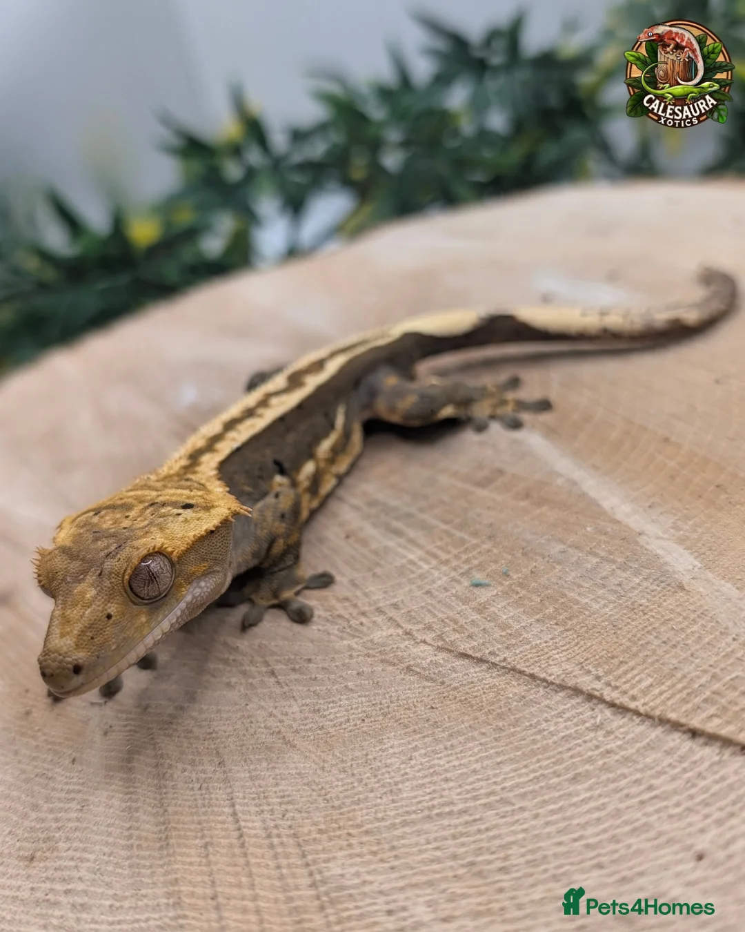 Gecko reptiles for sale: Mixed Morph Crested Gecko - Advert 4
