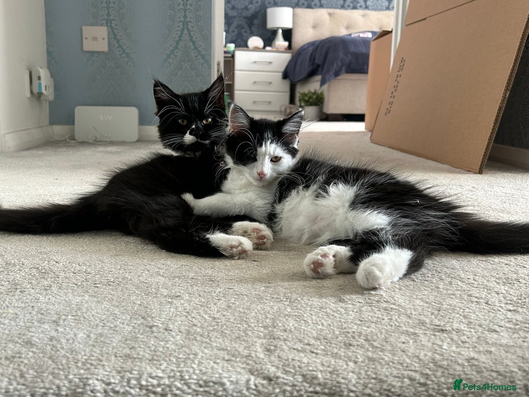 Mixed Breed cats for sale: X2 black and white fluffy girl kittens left - Image 1