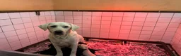 Labrador Retriever dogs for sale: Top quality pedigree lab puppies - Advert 5