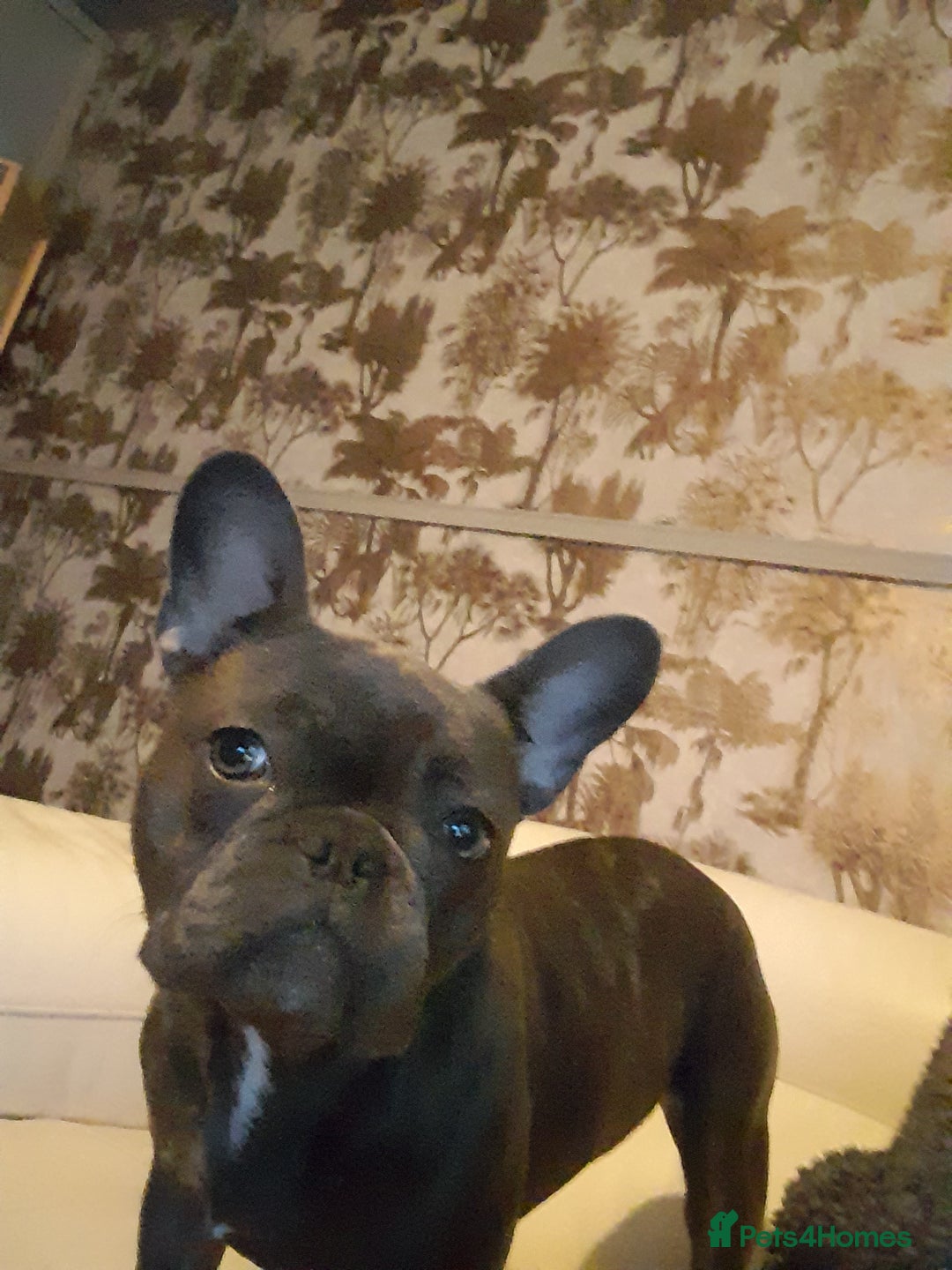 French Bulldog dogs for sale:  Blue French bulldog forsale  - Image 4