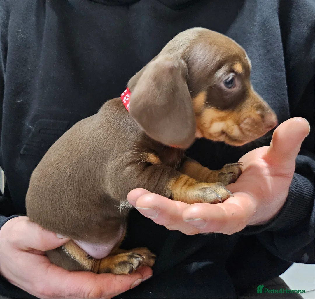 Dachshund dogs for sale: Dachshund (sausage dogs) READY NOW - Advert 12