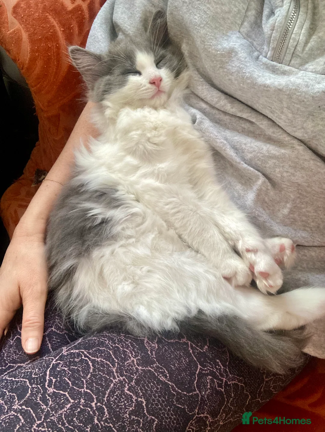 Maine Coon cats for sale: Rag Coon Kittens - Advert 6