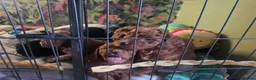 Mixed Breed dogs for sale: F1 - Doxiecocckerpoos ( Dachshund x cockerpoo) in Matlock - Advert 17