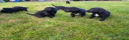 Mixed Breed dogs for sale: Sprockerdors - Advert 4
