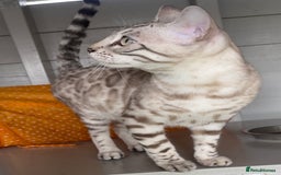 Bengal cats for sale: Sensational Seal Silver Mink Active Bengal Stud - Image 7