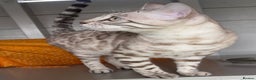 Bengal cats for sale: Sensational Seal Silver Mink Active Bengal Stud - Advert 7