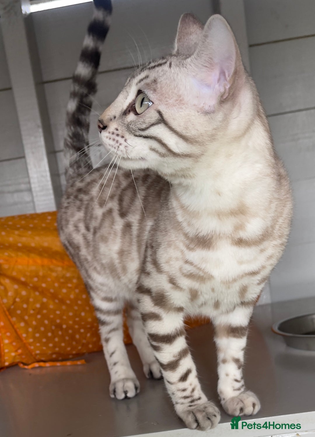Bengal cats for sale: Sensational Seal Silver Mink Active Bengal Stud - Image 7