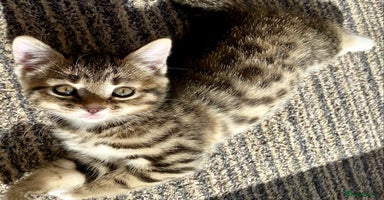 Mixed Breed cats - Advert 7