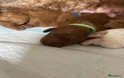 Cockapoo dogs for sale: F2 cockapoos 💖 - Image 3