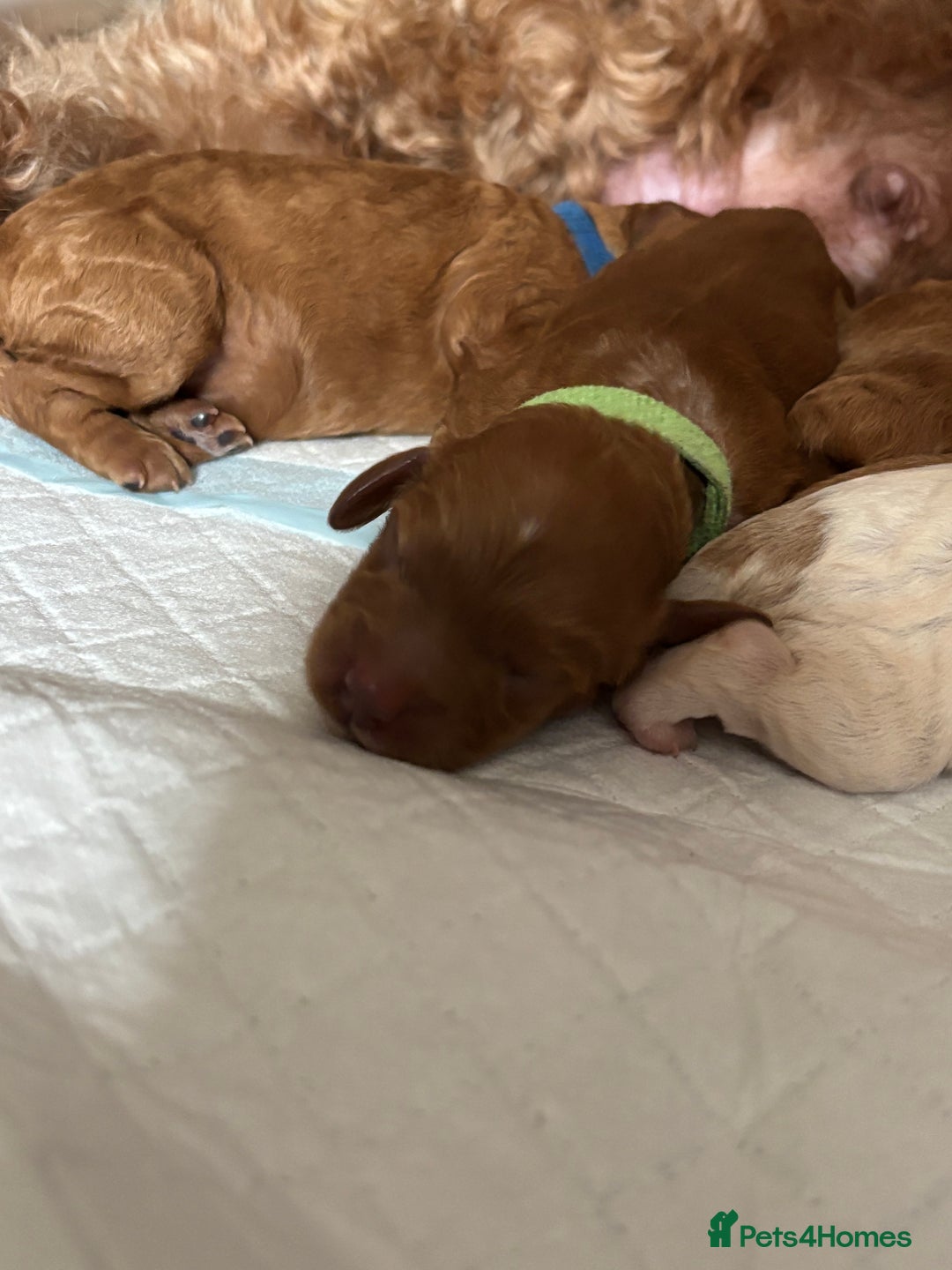 Cockapoo dogs for sale: F2 cockapoos 💖 - Image 3